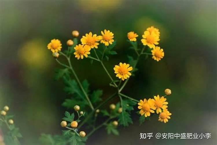 甘蔗需要在什么时间阶段,施肥是最好的时候？