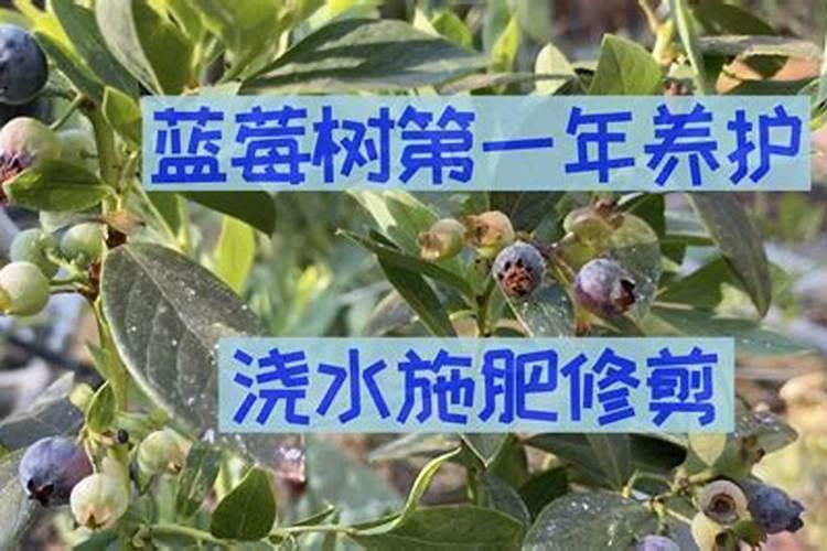 第一年种的果树苗期施什么肥