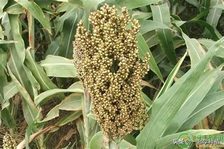 什么肥料保花