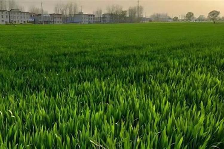 花卉施肥用什么肥料花卉施肥用哪些肥料