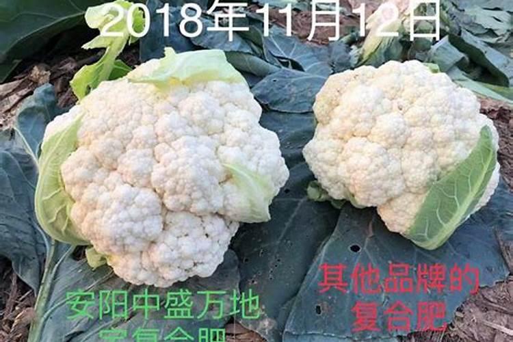 发财树每天往叶子上喷水好吗