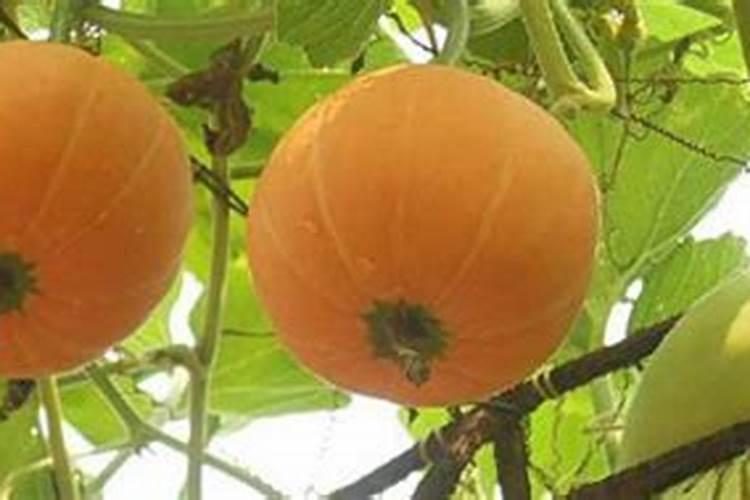 盆栽藿香种植方法