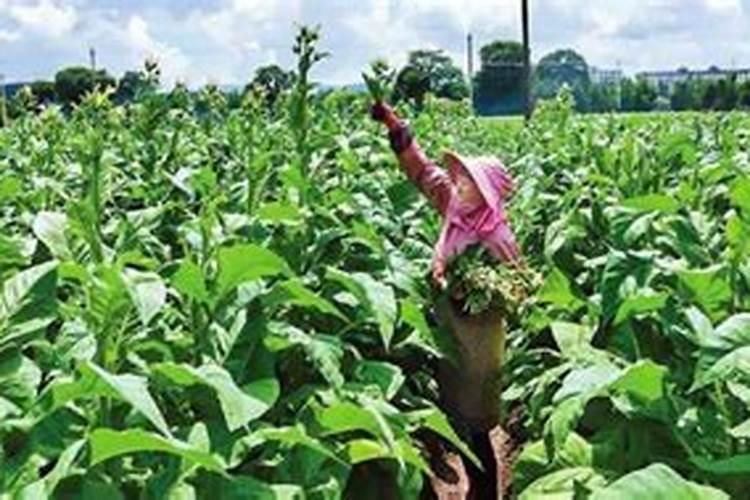 水泥磷石膏稳定材料在公路工程的应用及可行性分析？