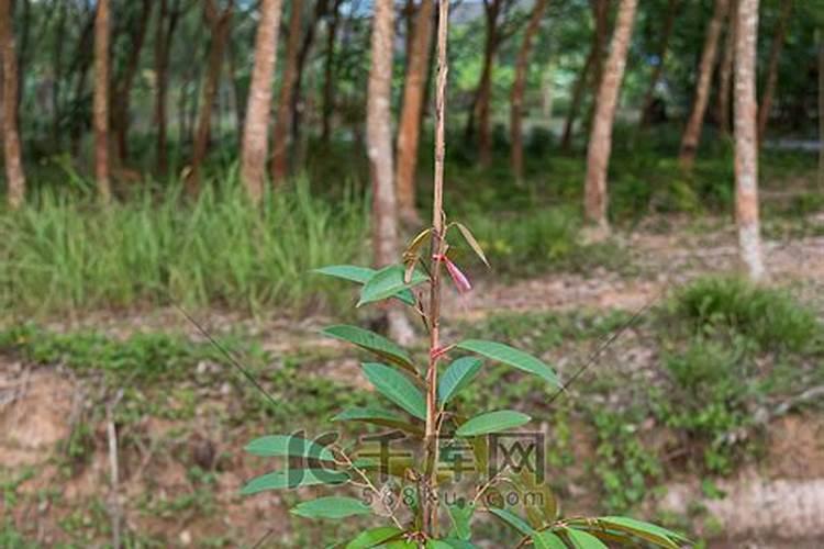 北方种植榴莲树的注意事项