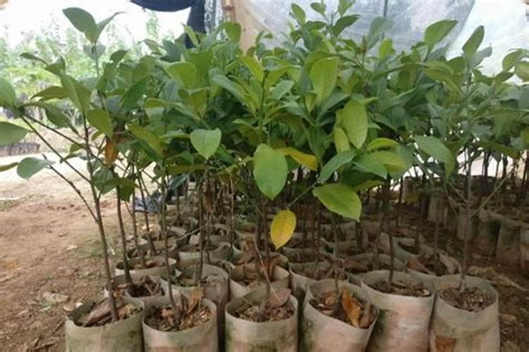 榴莲树施肥过多怎么办？