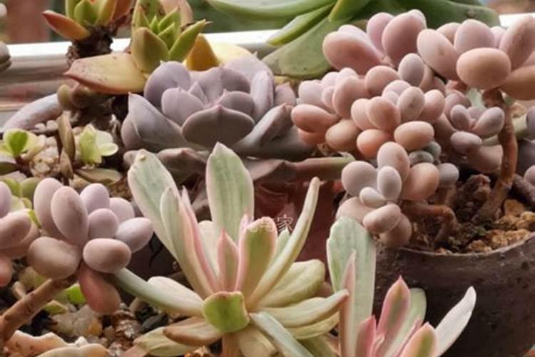 栀子花花苞期怎么施肥
