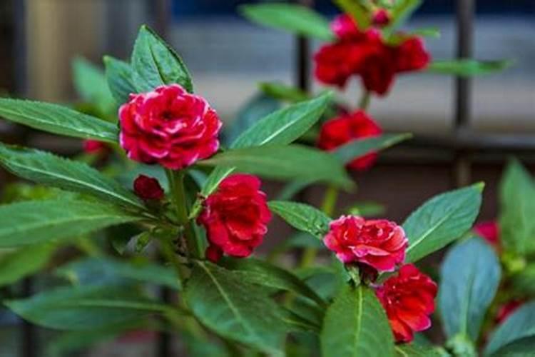 牡丹用什么肥料长得好