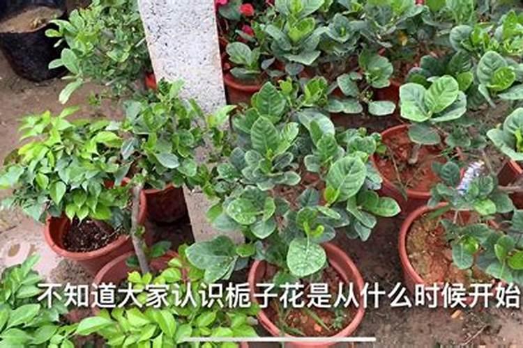 栀子花有花苞的话,用不用施肥？