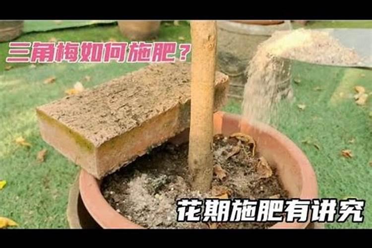 君子兰施什么肥最好