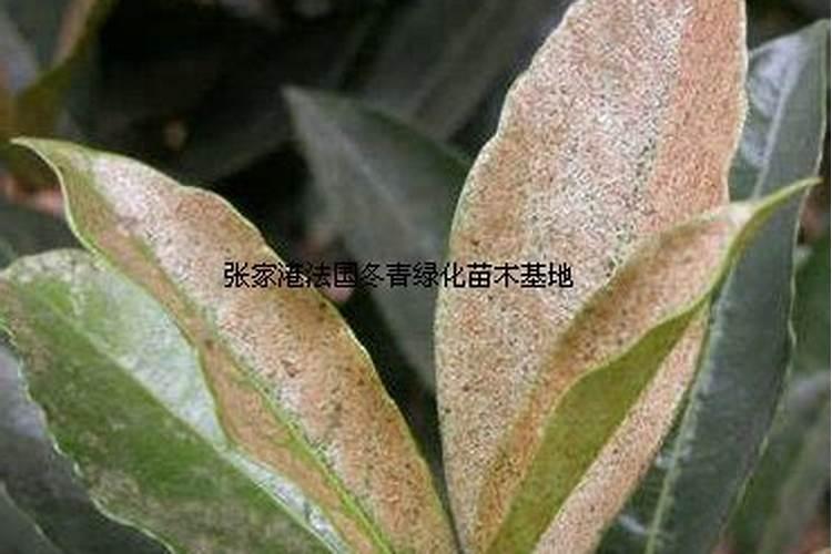绿萝可以施复合肥颗粒吗