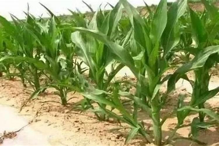 玫瑰花用什么肥料最好
