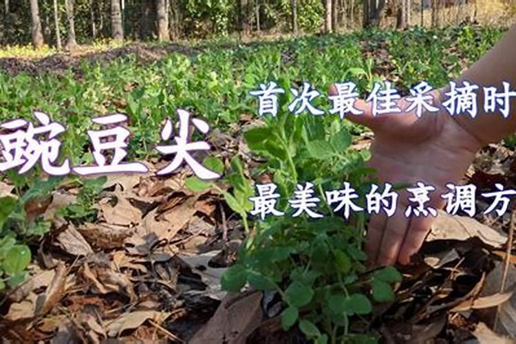 桉树苗什么品种最好