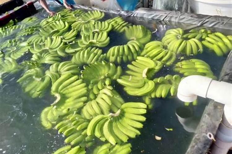 钙对柑橘是很重要的,种植柑橘时怎样补钙最有效果？