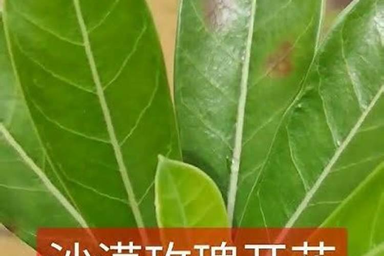 茶花开花后需要施肥吗