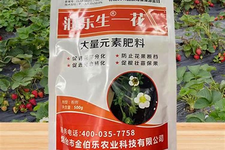 月季叶子长的很茂盛,就是不开花!请教下怎么回事？