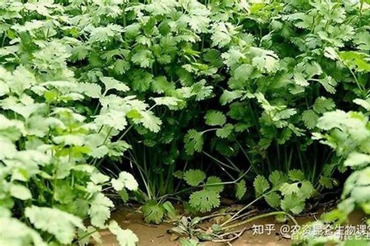 香菜喷什么叶面肥长得快