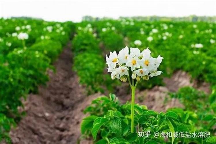 在养花时如何使用磷肥