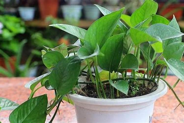 月季花最好的肥料 使用什么肥料好