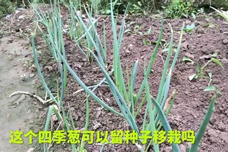 四季葱怎样施肥
