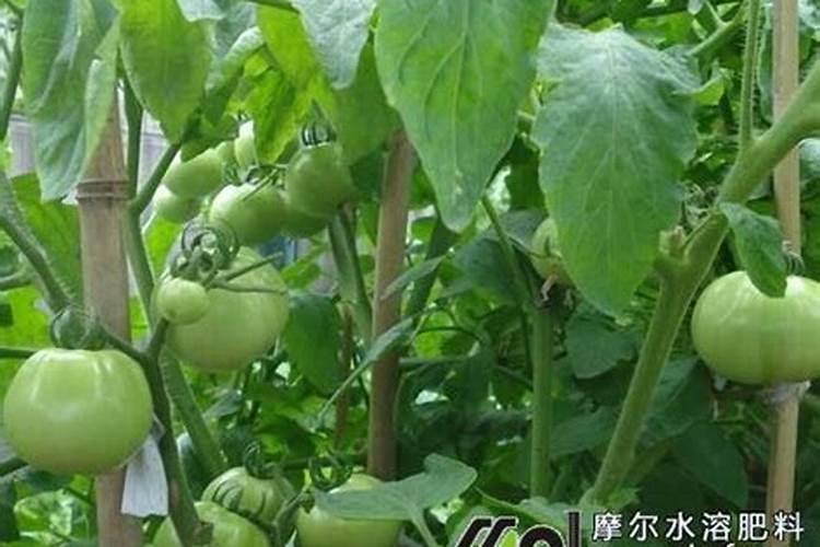 安徽夏天适合种什么菜