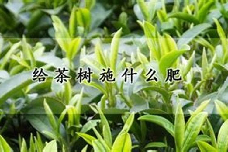 茶树催芽壮芽用什么药最快