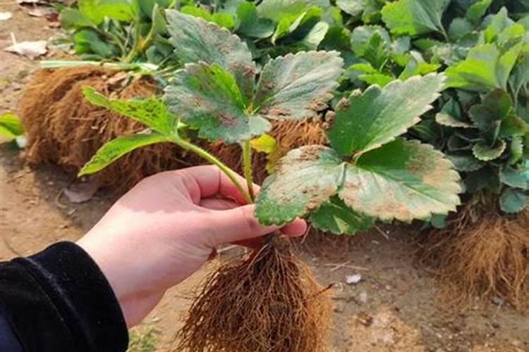 种植草莓造成植株早衰歇茬的原因有哪些？该如何应对？
