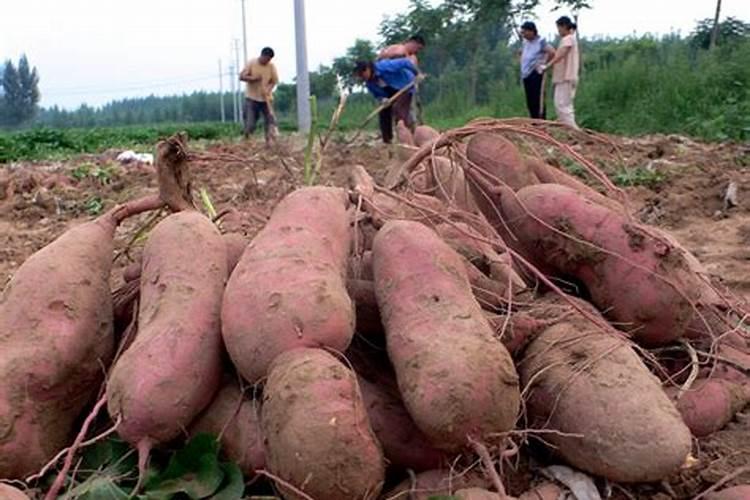 种红薯用什么肥料合适