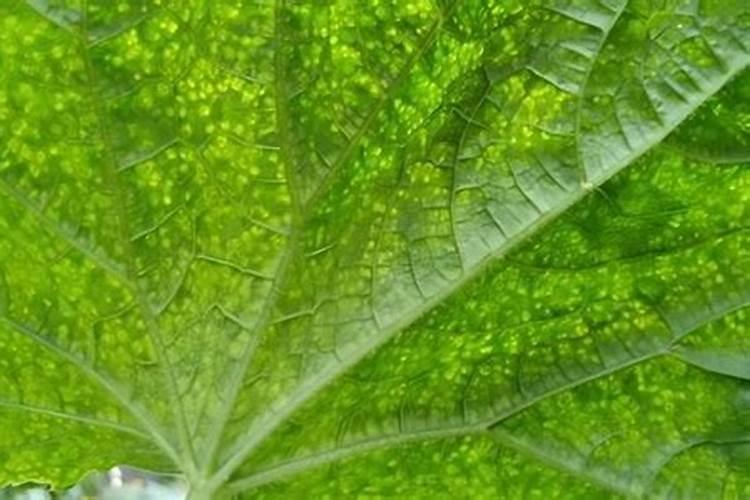 蔬菜叶面肥木醋液代理批发