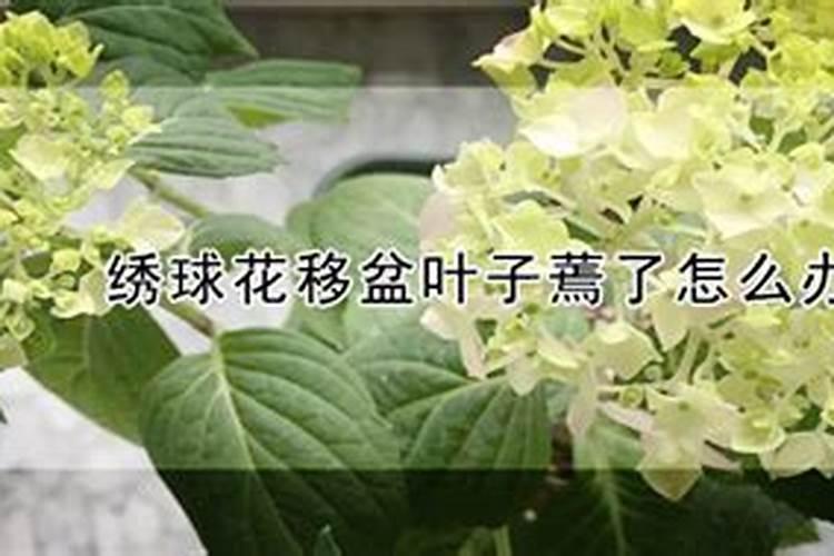 绣球闷根症状有哪些 闷根是怎么造成的