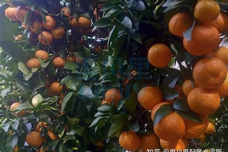 种植生姜用什么肥料好种植生姜什么肥料好？