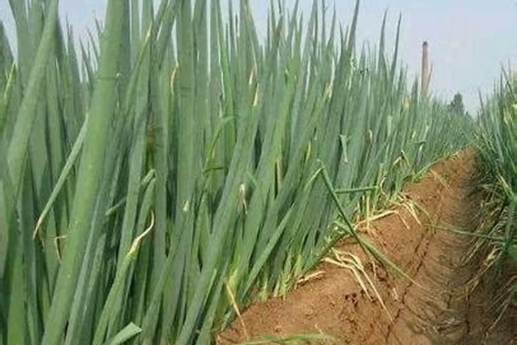 大葱用什么杀菌剂和叶面肥好