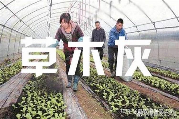 草木灰是常见的钾肥吗