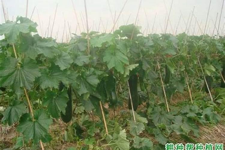 光合作用的影响因素都有哪些