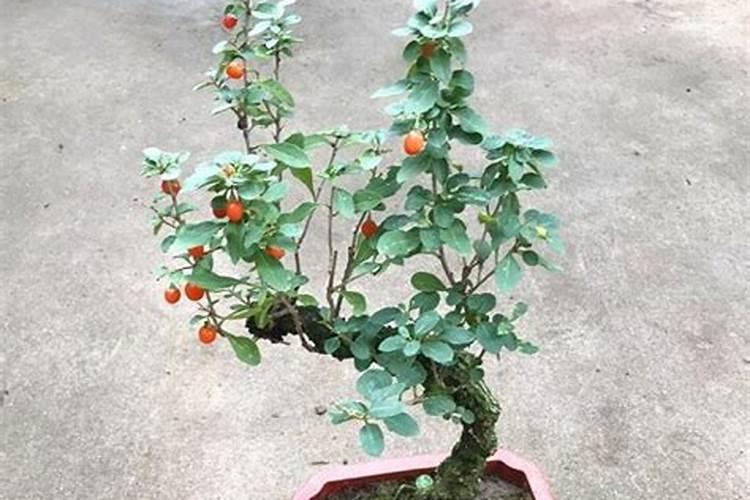 枸杞开花结果的时候能不能挖？