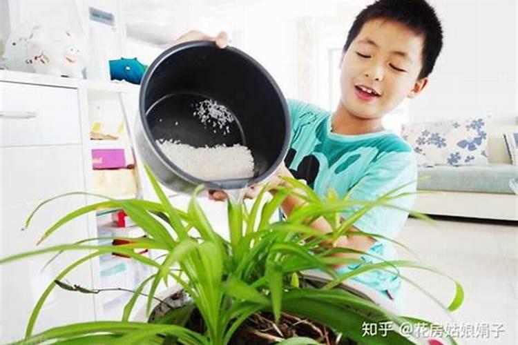 淘米水可以浇花吗 浇淘米水正确方法