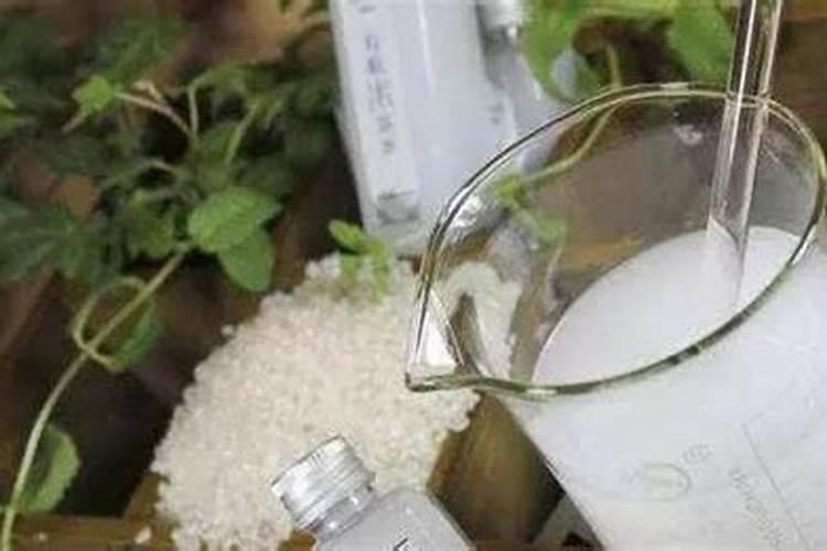 洗米水可用来做青菜的叶面肥鸿