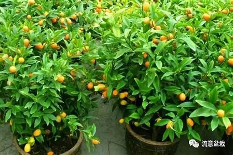 锌肥在玉米上怎样使用