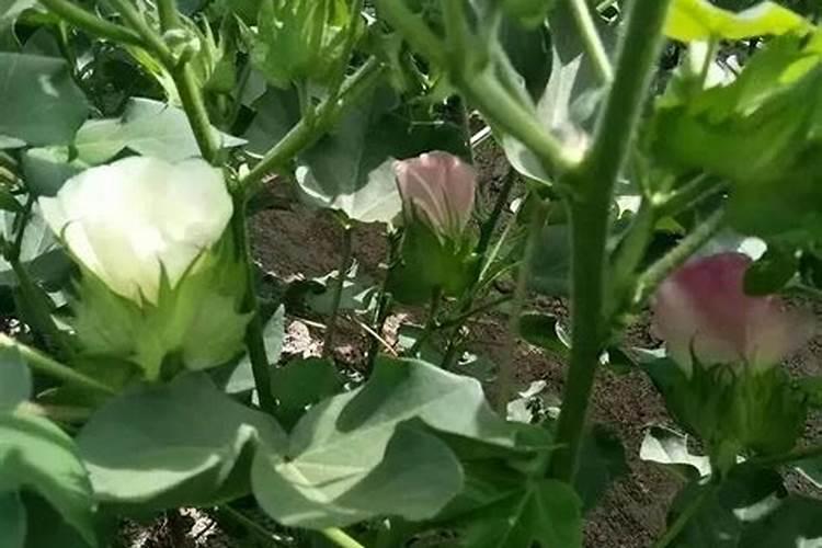 芸苔素的作用和使用方法