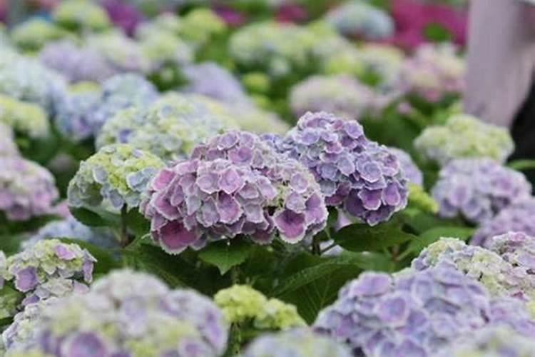 哪些花卉适合浇钙片呢？