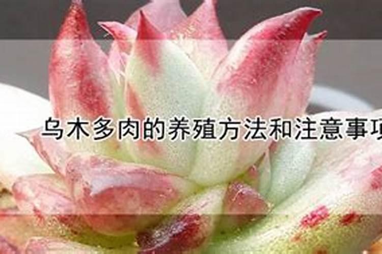 乌木怎么繁殖
