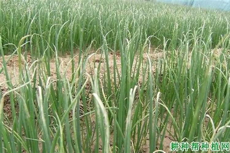 自己种的葱拿什么施肥 施什么肥长的又快又好