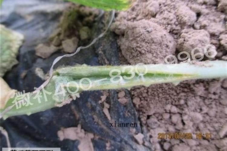 油菜的硼肥怎么施用？需要注意哪些方面？