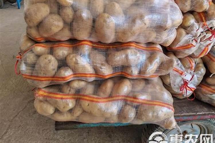 土豆生长在什么地方