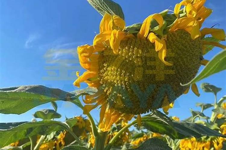 葵花底肥放什么肥好(底肥施用方法)