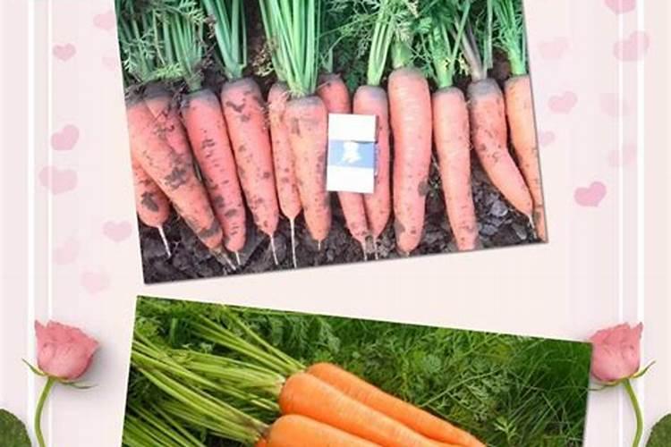种菜地底肥用什么肥料最好