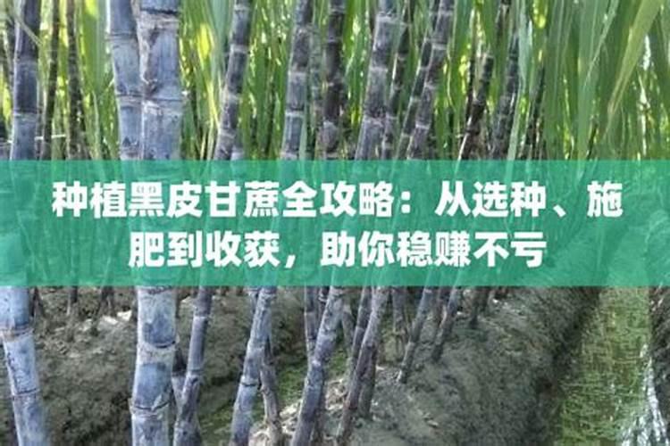黑皮甘蔗产量低怎么办？如何施肥能够提升产量？