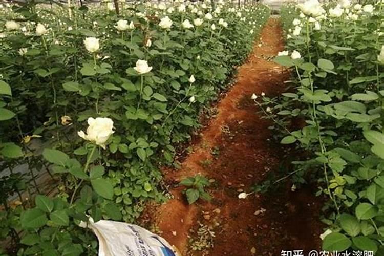 茶叶叶面肥催芽肥的正确使用,茶叶叶面肥施尿素好不好