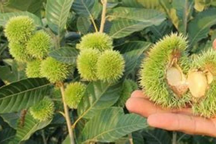 茶叶几月份下肥料最好