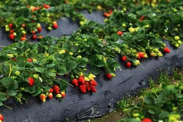 草莓施肥用什么肥料