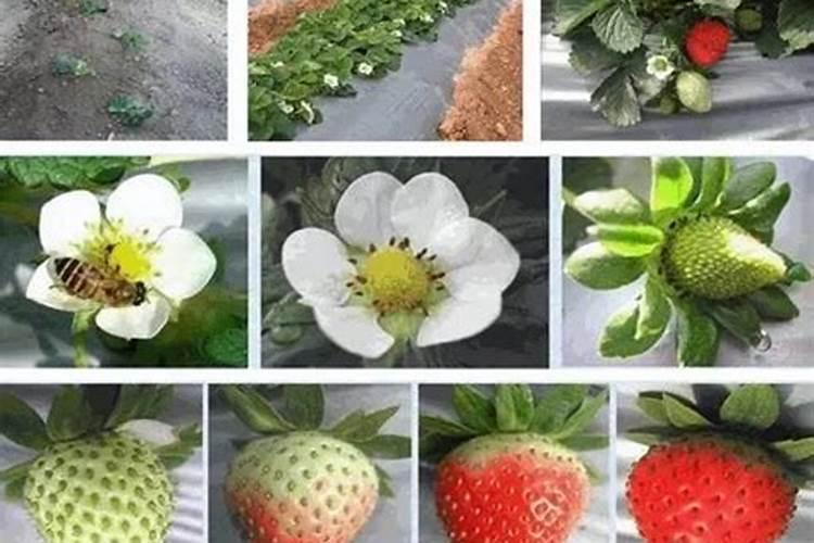 草莓开花结果期施什么肥